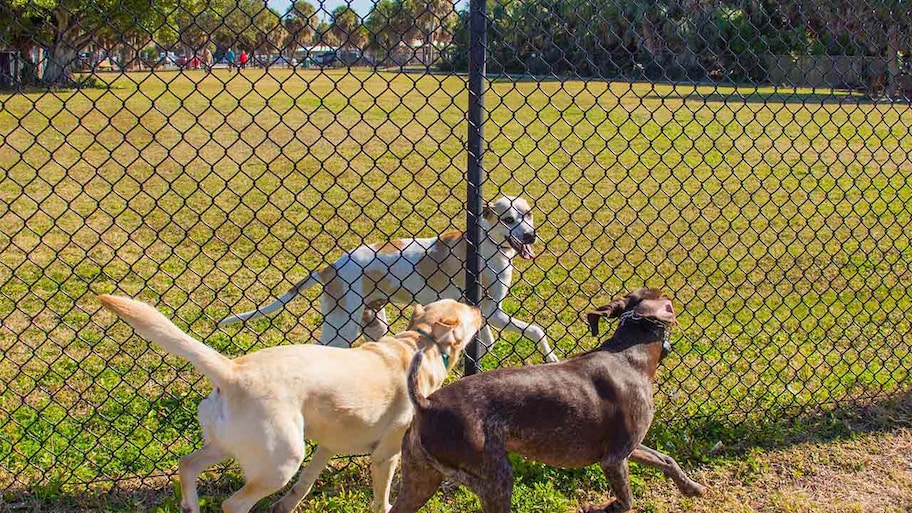Dogs running along fence