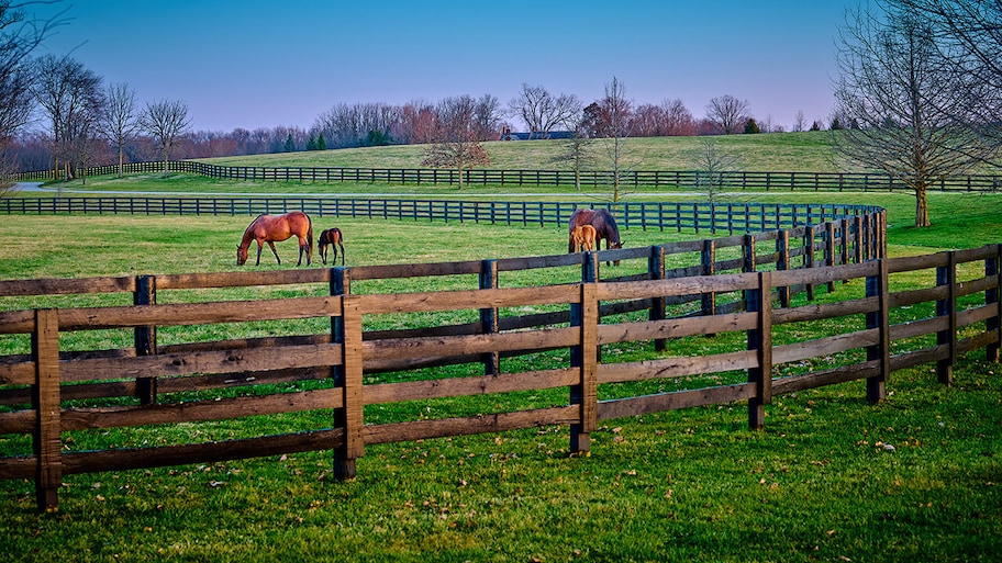 farm fence contains horses and cattle on farmland